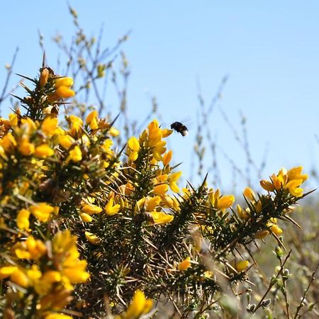 Seevilla Wietjes Whg 3 Baltrum Dış mekan fotoğraf